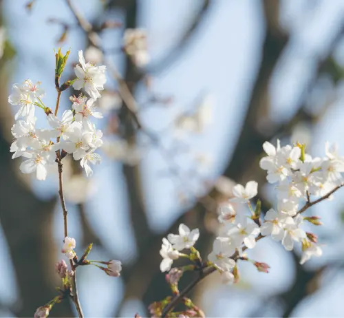桜の樹